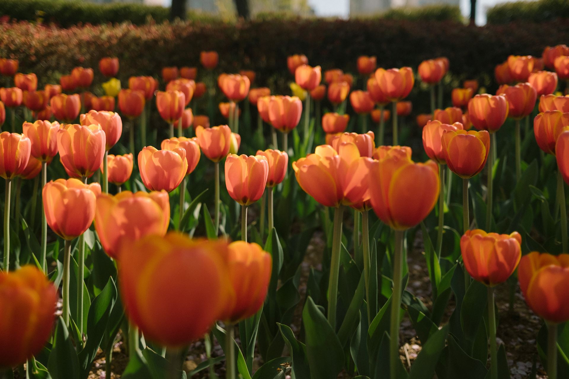 Tulips